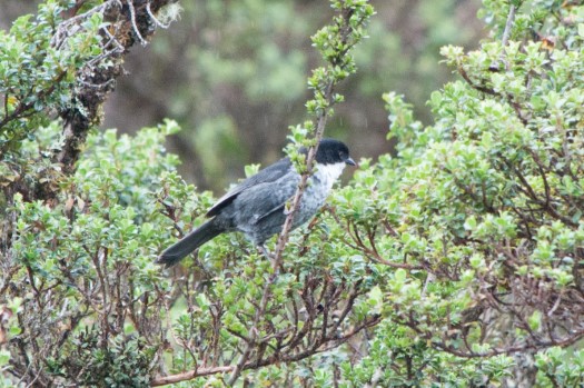 Black-backed Bush-Tanager near Papallacta
